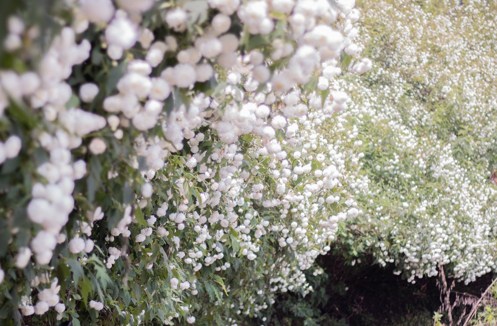 Ảnh: Mon View Ngam.