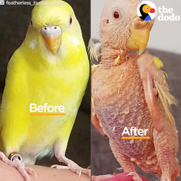 Coco lúc trước và sau khi bị mặc hội chứng sợ mèo.