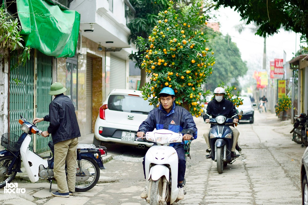 Các xe ôm chở cây cảnh dịp Tết nườm nượp trên các con phố tại Hà Nội.