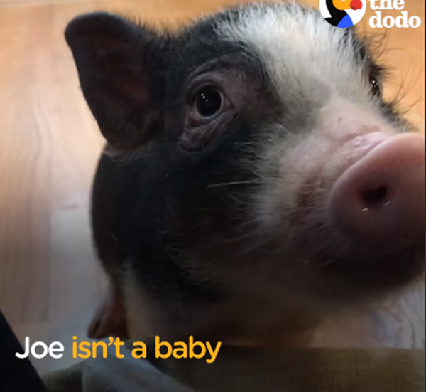 Cận cảnh khuôn mặt đáng yêu, dễ thương của Joe.