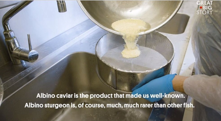 Quá trình chuẩn bị cũng phức tạp: trứng được khử nước, tách quả và trộn với bụi lá vàng 22 karat để tạo ra một món ngon thực sự độc đáo, sang trọng và khác biệt.