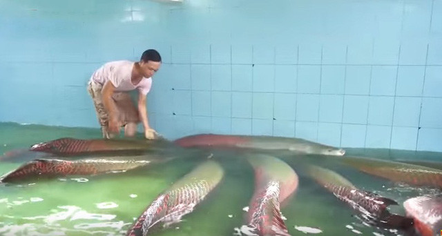 Đàn cá hải tượng của gia đình ông Đặng Văn Ninh
