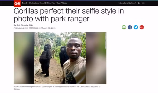 CNN đưa tin về những chú khỉ đột có style "tự sướng" hoàn hảo.