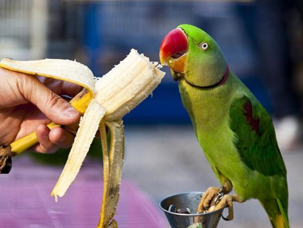 Có những con vẹt biết nói nhưng chỉ nói những câu khiến chủ của nó khó chịu.