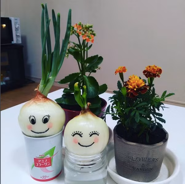 Bonsai hành tây từng là hot-trend một thời. Ảnh: @ritakwonlee 