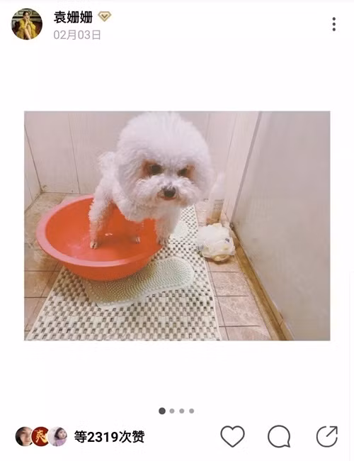 Viên San San kêu trời vì phải tự tay làm đẹp cho cún cưng, combo cắt gội sấy lông cho cún đều do cô tự đảm nhận hết.