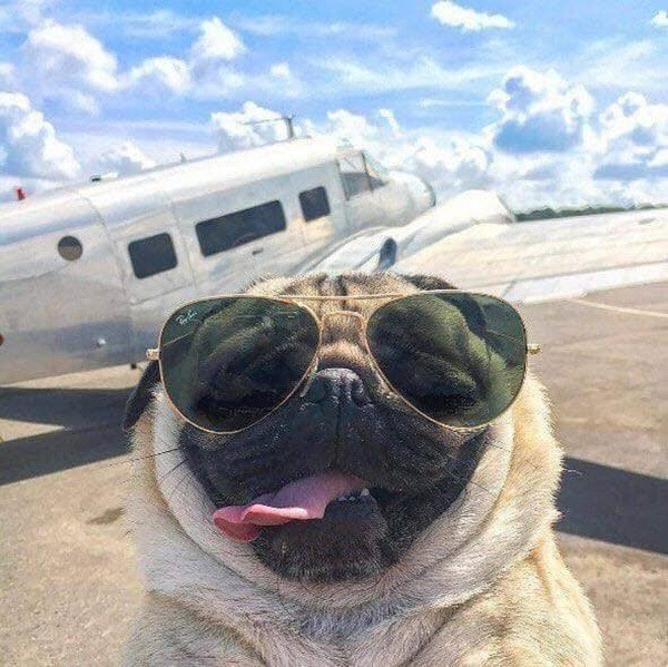 Đi du lịch thì cũng phải đi bằng phi cơ riêng.