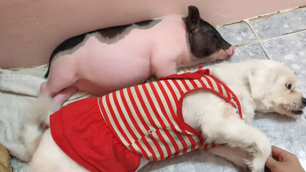 Từ chú heo "mini" 2 kg... Ảnh: NVCC.