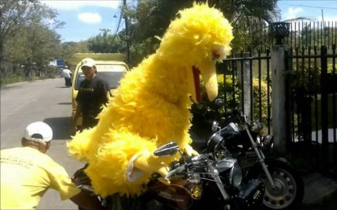 Chú chim Bigbird lái xe motor không an toàn. (Ảnh: Youtube)
