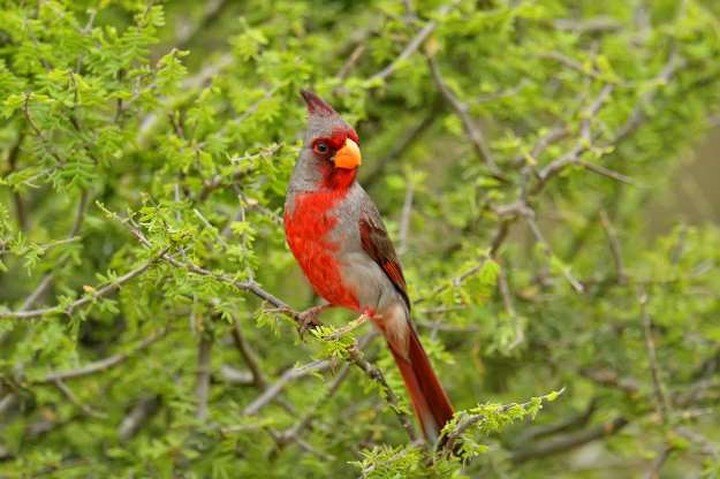 Pyrrhuloxia: Loài chim sơn ca Bắc Mỹ còn được biết tới với tên gọi Hồng y giáo chủ sa mạc bởi bộ lông màu đỏ rực rỡ và thường sinh sống ở những nơi khô cằn.