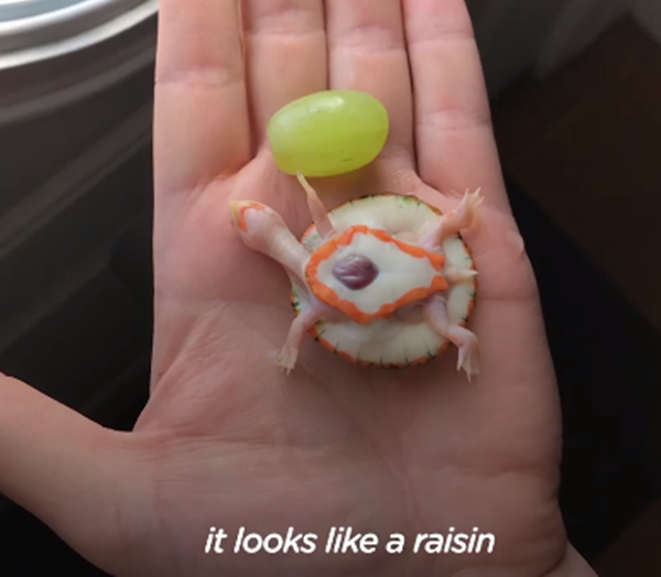 Kích thước nhỏ bé...