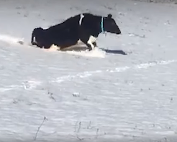 Ai nói bò chúng tôi chỉ thích các đồng cỏ xanh mượt, tôi cũng thích cả trượt tuyết nữa.