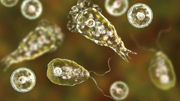 Amip ăn não người Naegleria Fowleri dưới kính hiển vi.