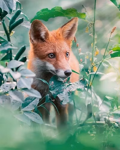 Không ngộ nghĩnh, đáng yêu như chó hay mèo, những chú cáo luôn có vẻ đẹp "ma mị".