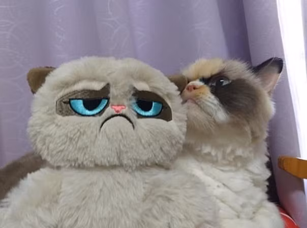 Meow Meow chơi với chú mèo bông, được làm theo hình Tardar Sauce, khiến trái tim những người yêu mèo phải tan chảy.