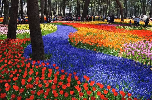 Công viên bờ biển Hitachi Seaside Park, nằm tại thành phố Hitachinaka, Nhật Bản. Ảnh: Worldtoptop.