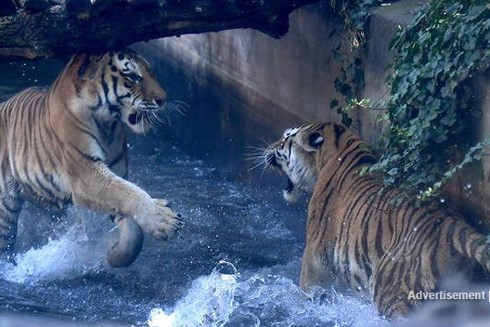 Có khoảng 50 ca tử vong trên thế giới mỗi năm do bị hổ tấn công.