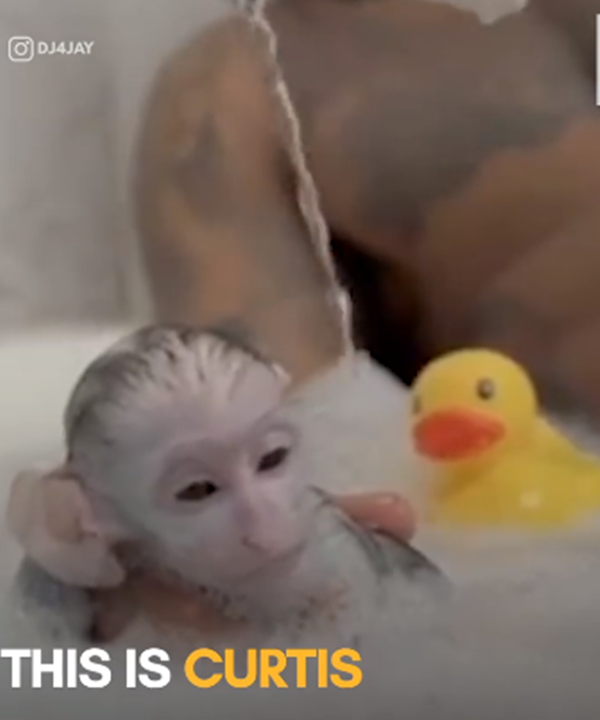 Tất cả chỉ vì Curtis nhỏ bé quá đáng yêu mà thôi.