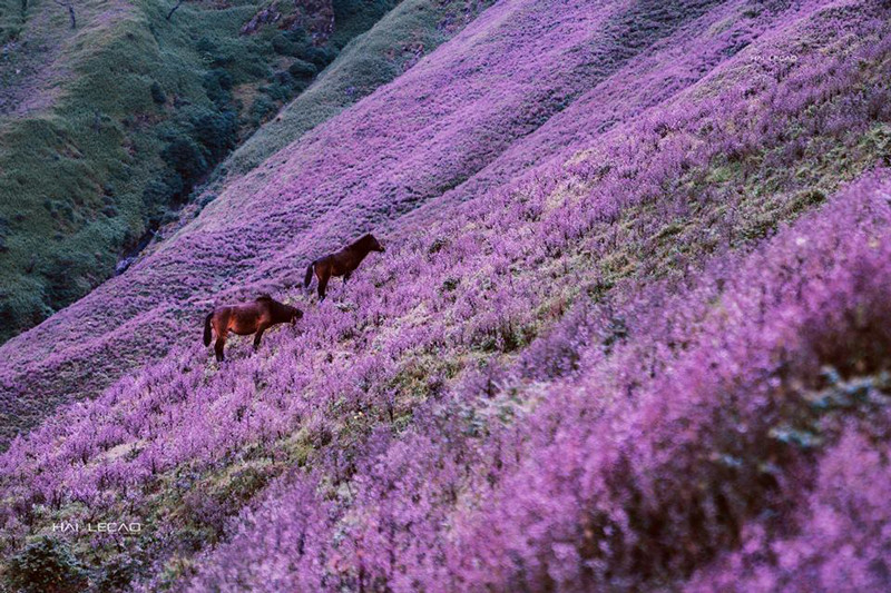 Đàn ngựa nhởn nhơ khiến khung cảnh càng lãng mạn. Ảnh: Hai Le Cao.