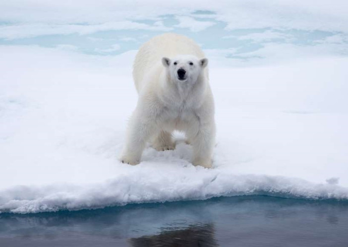 Đầu năm 2018, một con gấu Bắc cực đã bị giết sau khi tấn công một thủy thủ. Trước đó, năm 2011, một học sinh 17 tuổi đến từ Anh đã thiệt mạng vì bị một con gấu Bắc cực tấn công.