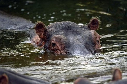 Hà mã gây ra 500 ca tử vong mỗi năm. Loài hà mã nổi tiếng hung dữ, có thể tấn công người nếu cảm thấy bị đe dọa.
