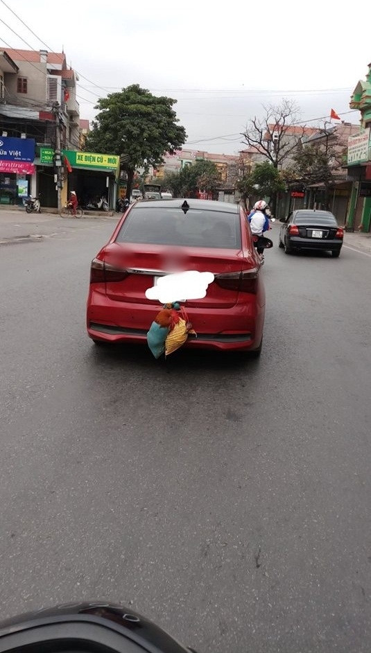 Hành trình du xuân bằng ô tô của các chú gà. Hành trình du xuân bằng ô tô của các chú gà.