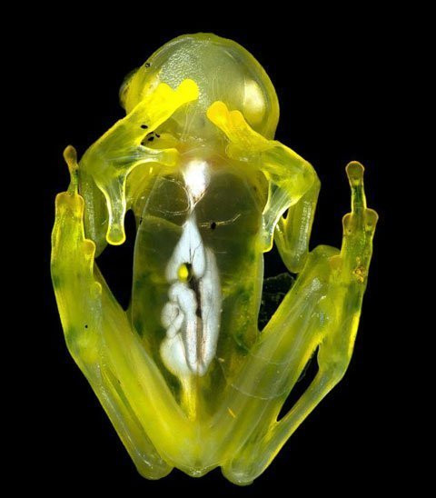 Những con vật có thật trên đời mà cứ ngỡ bước ra từ truyện kỳ ảo ảnh 3