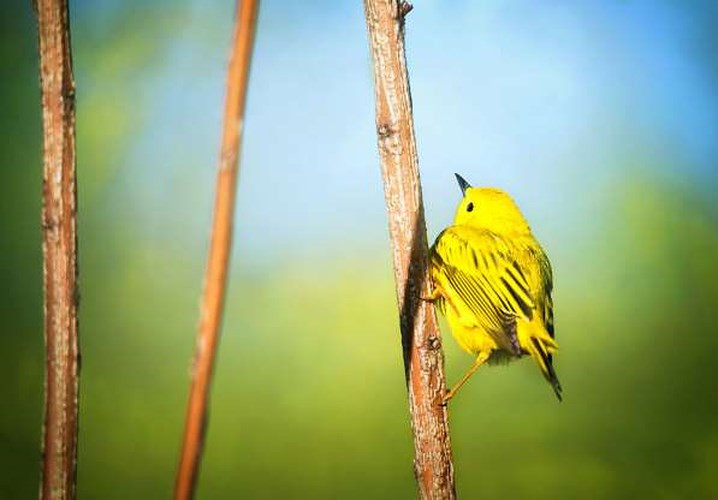 Chim chích vàng Mỹ: Sinh sống ở hầu hết các vùng Bắc Mỹ, loài chim này đem đến lợi ích cho con người khi chúng bắt các loài côn trùng gây hại vào mùa giao phối.