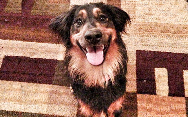 Loài chó đích thị đến từ sao Hỏa, loài mèo chắc chắn đến từ sao Kim ảnh 9