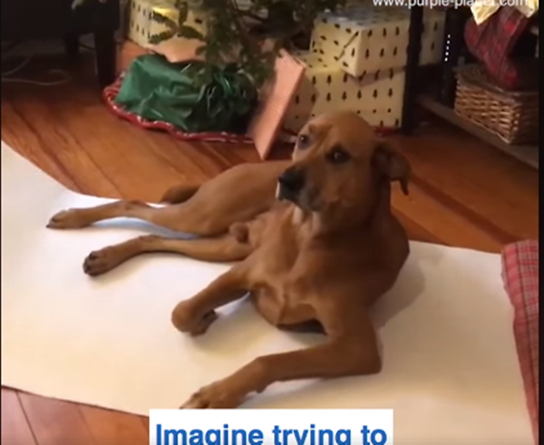 Bộ mặt khi phải nằm để gói quà...