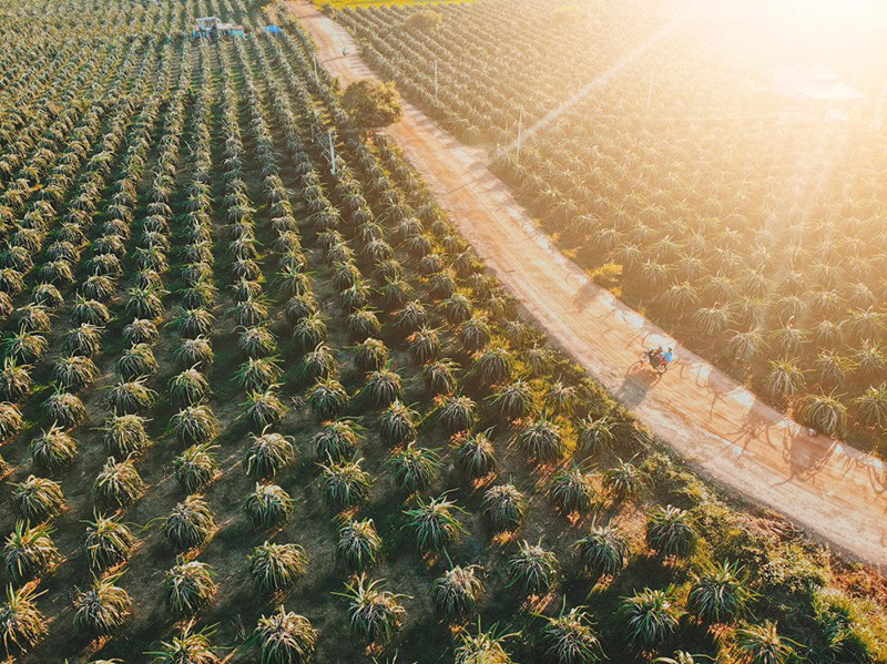 Ngất ngây với cảnh "vương quốc" thanh long nhìn từ trên cao. (Ảnh: Luyện Phạm)