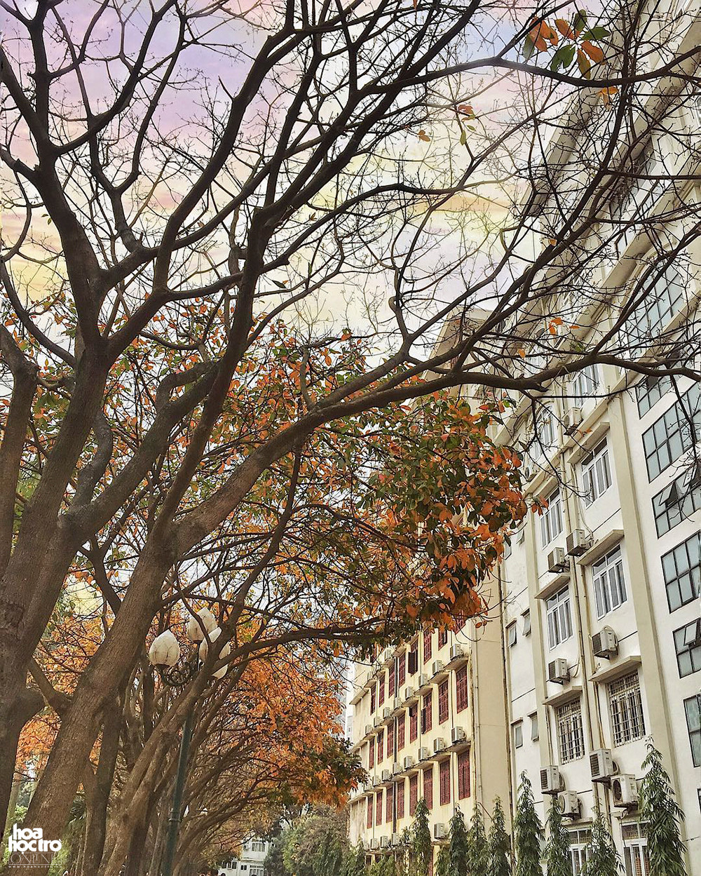 Những bóng cây cao phủ lên mình màu áo cam nhạt khiến người ta tưởng rằng Hà Nội đang độ mùa Thu. (Ảnh: Hải Yến)