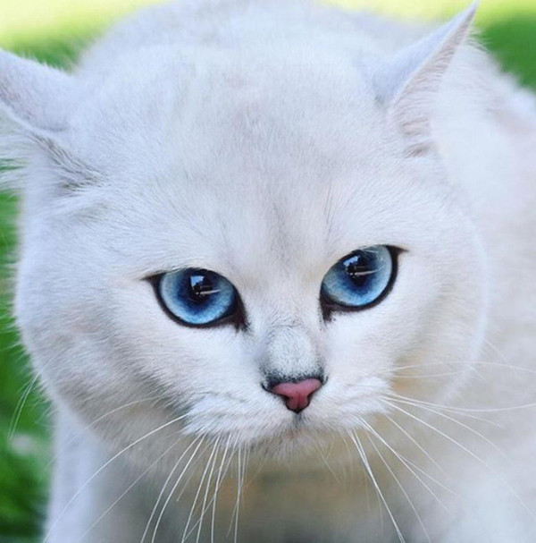 …cũng khiến người hâm mộ phát cuồng.