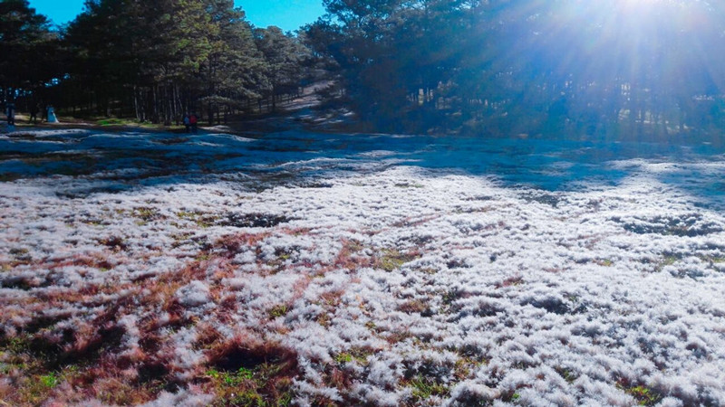 Sương sớm khiến cỏ hồng trở thành cỏ tuyết. Ảnh: Zing.