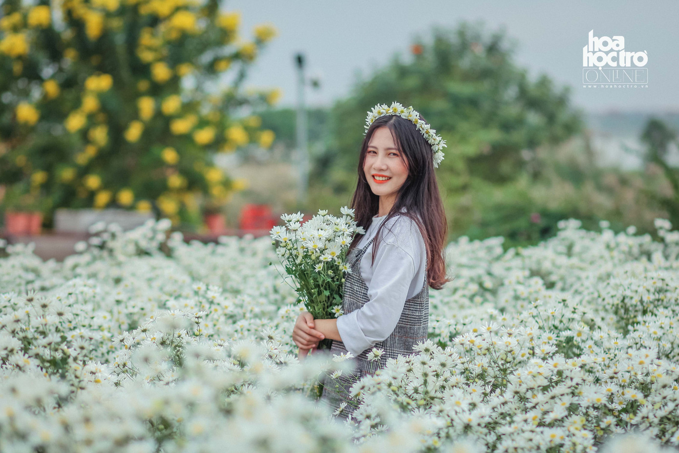 Đông chưa về, nhưng cúc họa mi đã len lỏi khắp phố phường Hà Nội! ảnh 5