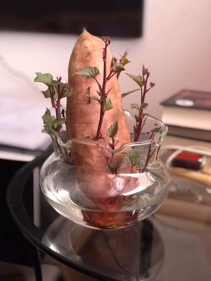 Chậu bonsai từ khoai lang mọc mầm được trang trí trong phòng khách. Ảnh: FB Lê Thị Phương