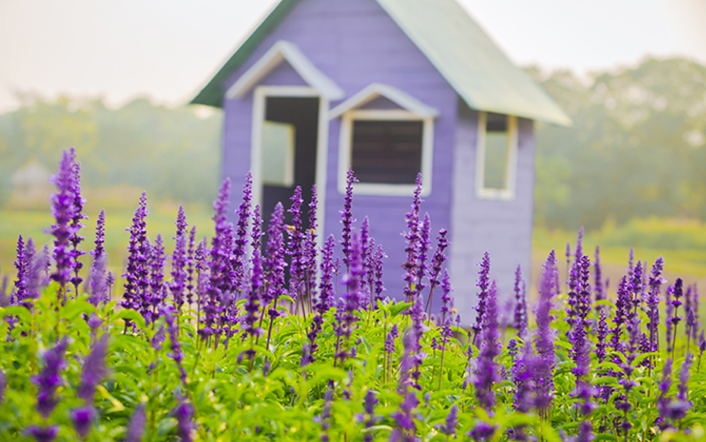 Đến với cánh đồng hoa, bạn sẽ được thưởng thức view sông Hồng cực thoáng và rộng tầm mắt.