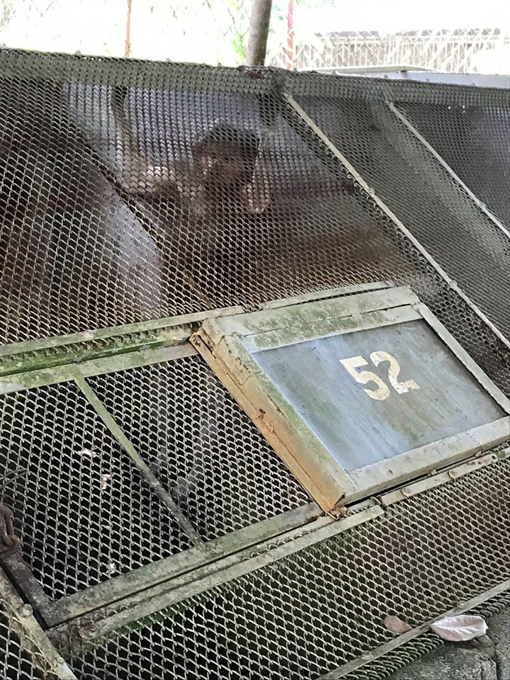 "Căng buồng số 52".