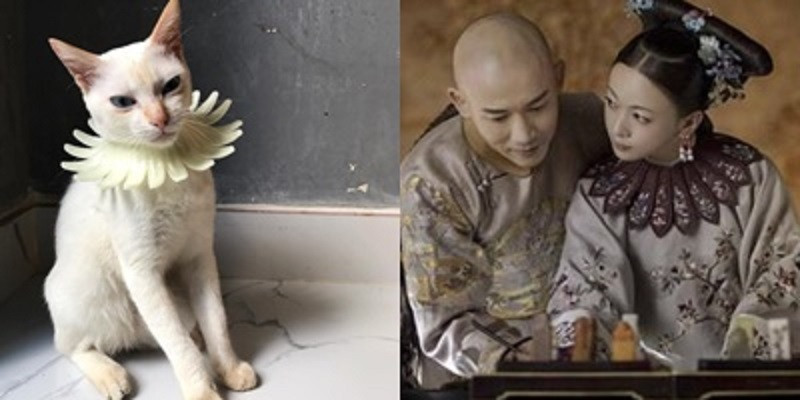 Mèo cosplay Ngụy Anh Lạc xuất sắc.