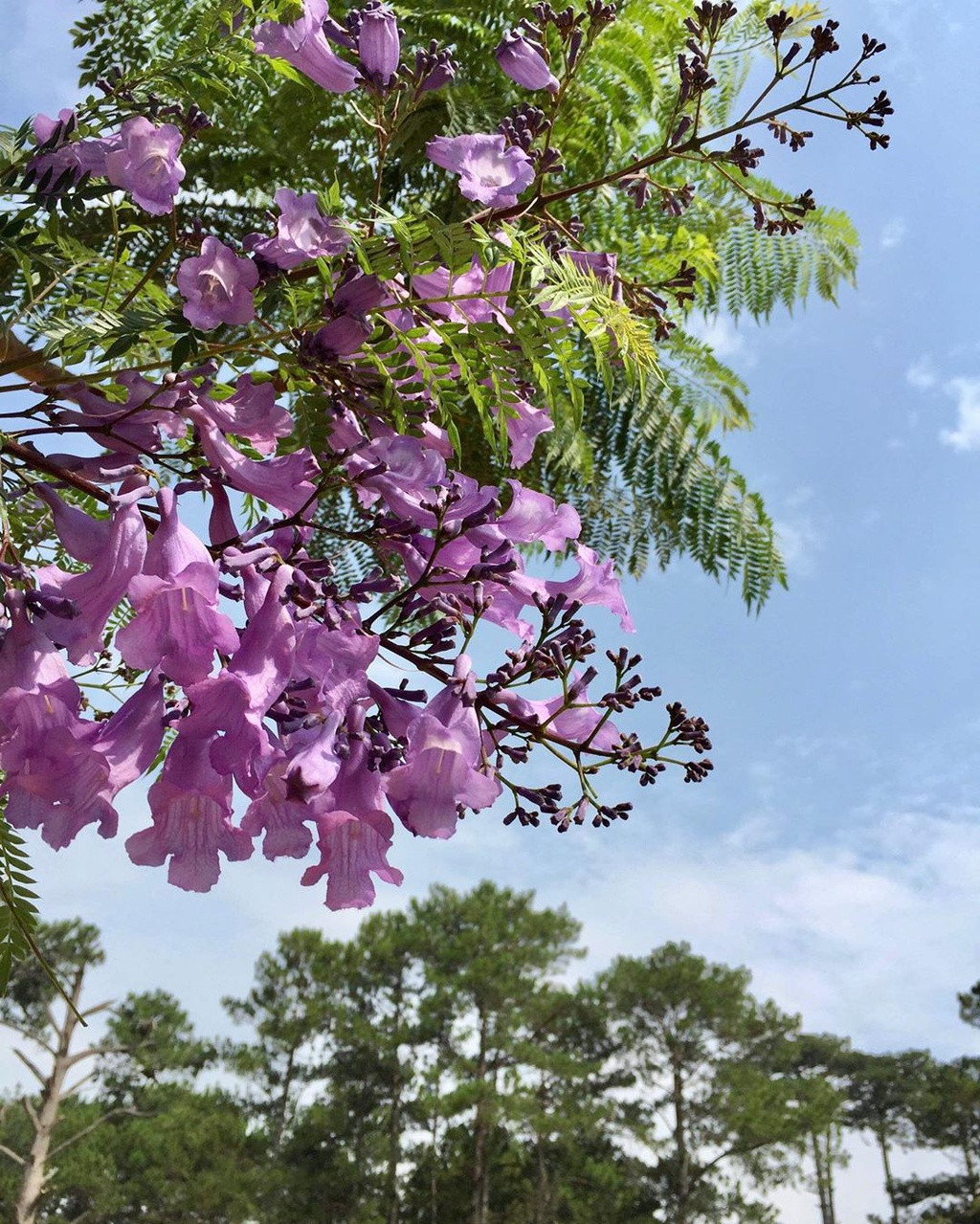 Ảnh: Haimai0905, Miuan.08, V.minthyeu, Kennytaste.