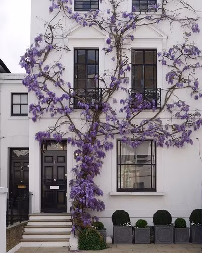 Hoa leo trên tường, London, Anh.