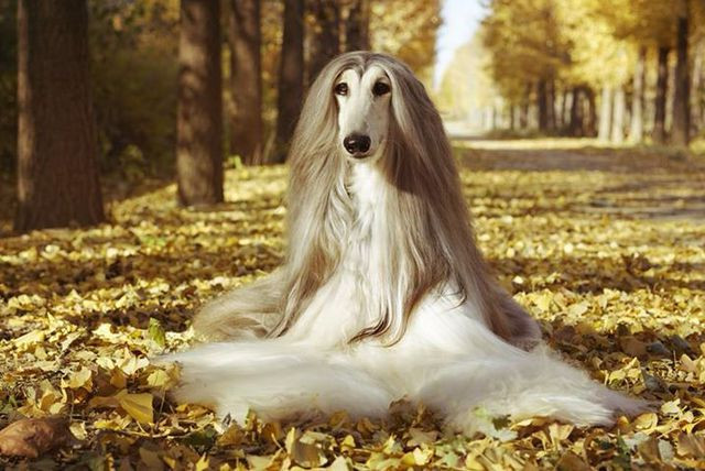 Anh thường xuyên đăng những bức ảnh mới về Battle trên trang Facebook cá nhân.