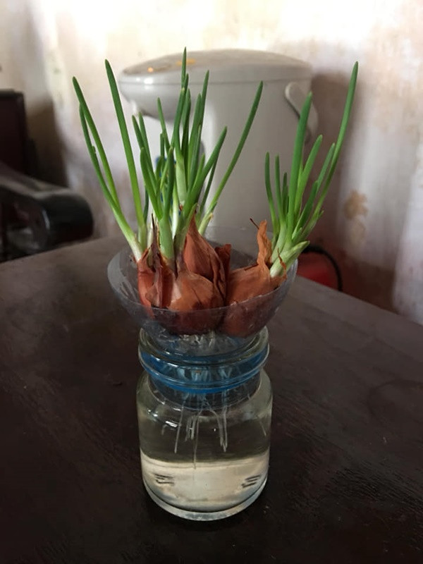 Hành mọc mầm không ăn được nhưng để trên bàn trang trí thì hợp lý miễn chê.
