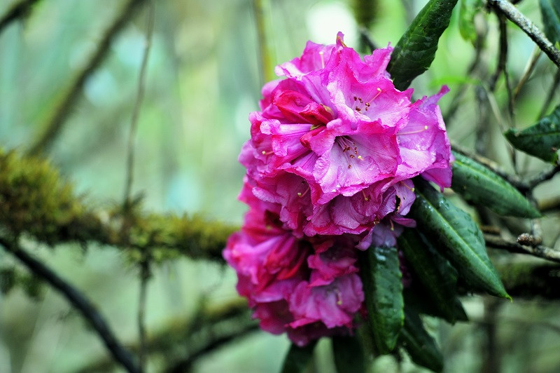 Hoa đỗ quyên nở thành chùm tinh khôi, nhẹ nhàng mà quyến rũ.