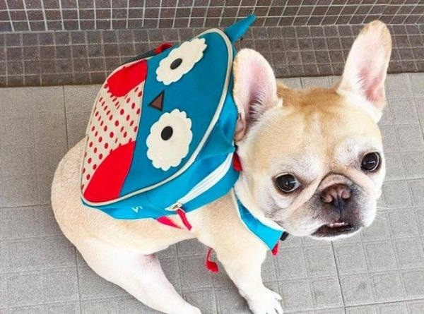 Ngôi trường mẫu giáo mở ra cho thú cưng đi học.