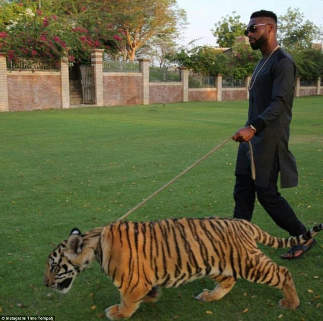 Thú cưng nhất định phải là động vật hoang dã quý hiếm.