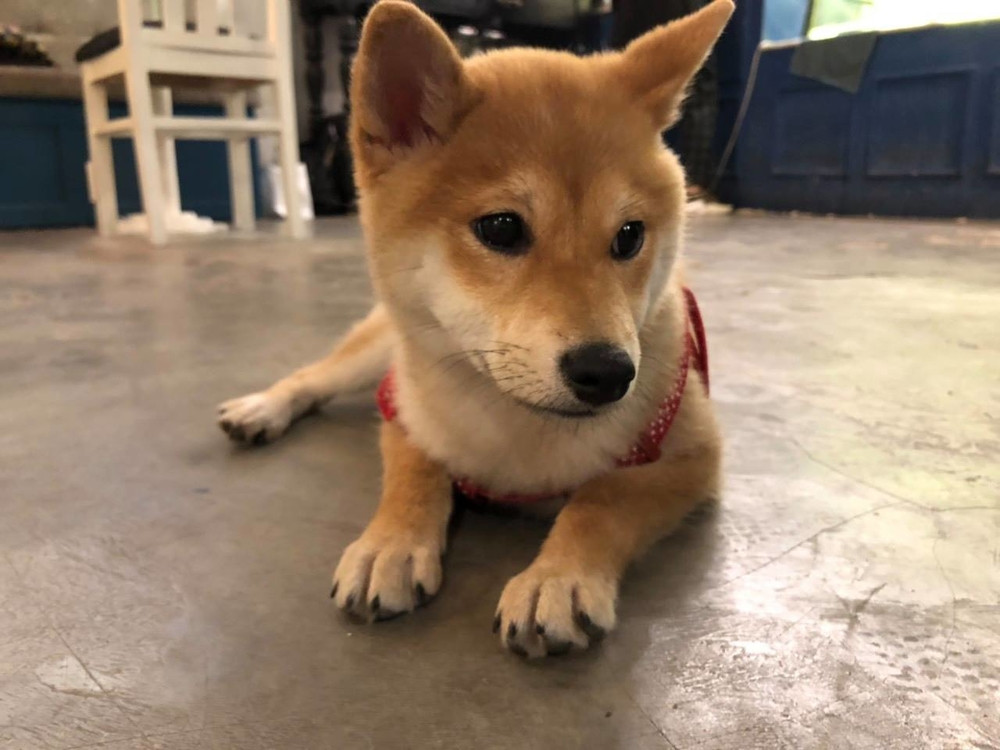 Các chú khuyển trong gia đình khuyển được đăng tải trên trang Tổng lãnh sự quán Hoa Kỳ tại TP.HCM.