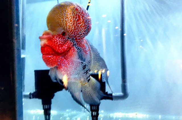 Cá la hán có đầu “sưng vù” nhìn rất lạ mắt. Ảnh: Đại Việt.