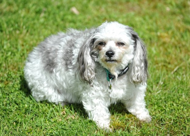 Billy, một chú chó phải giảm tới 6,5kg thì mới đạt chuẩn cân nặng. Chỉ vì tính cách lười vận động mà anh chàng này bị béo phì trầm trọng. Billy, một chú chó phải giảm tới 6,5kg thì mới đạt chuẩn cân nặng. Chỉ vì tính cách lười vận động mà anh chàng này bị béo phì trầm trọng.