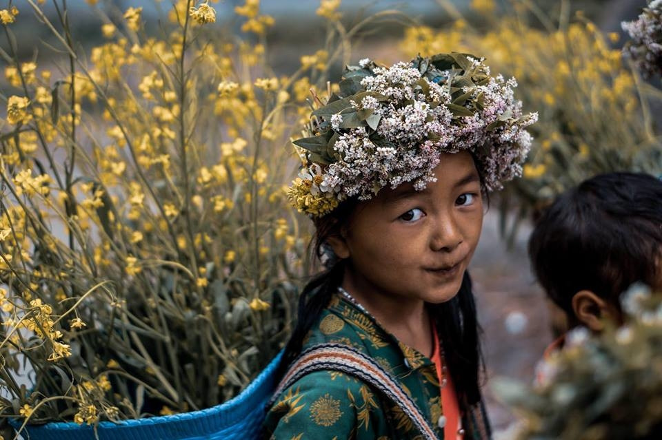 Dân phượt khi đến Tây Bắc có thể chiêm ngưỡng vẻ đẹp của hoa cải, hoa tam giác mạch. Dân phượt khi đến Tây Bắc có thể chiêm ngưỡng vẻ đẹp của hoa cải, hoa tam giác mạch.